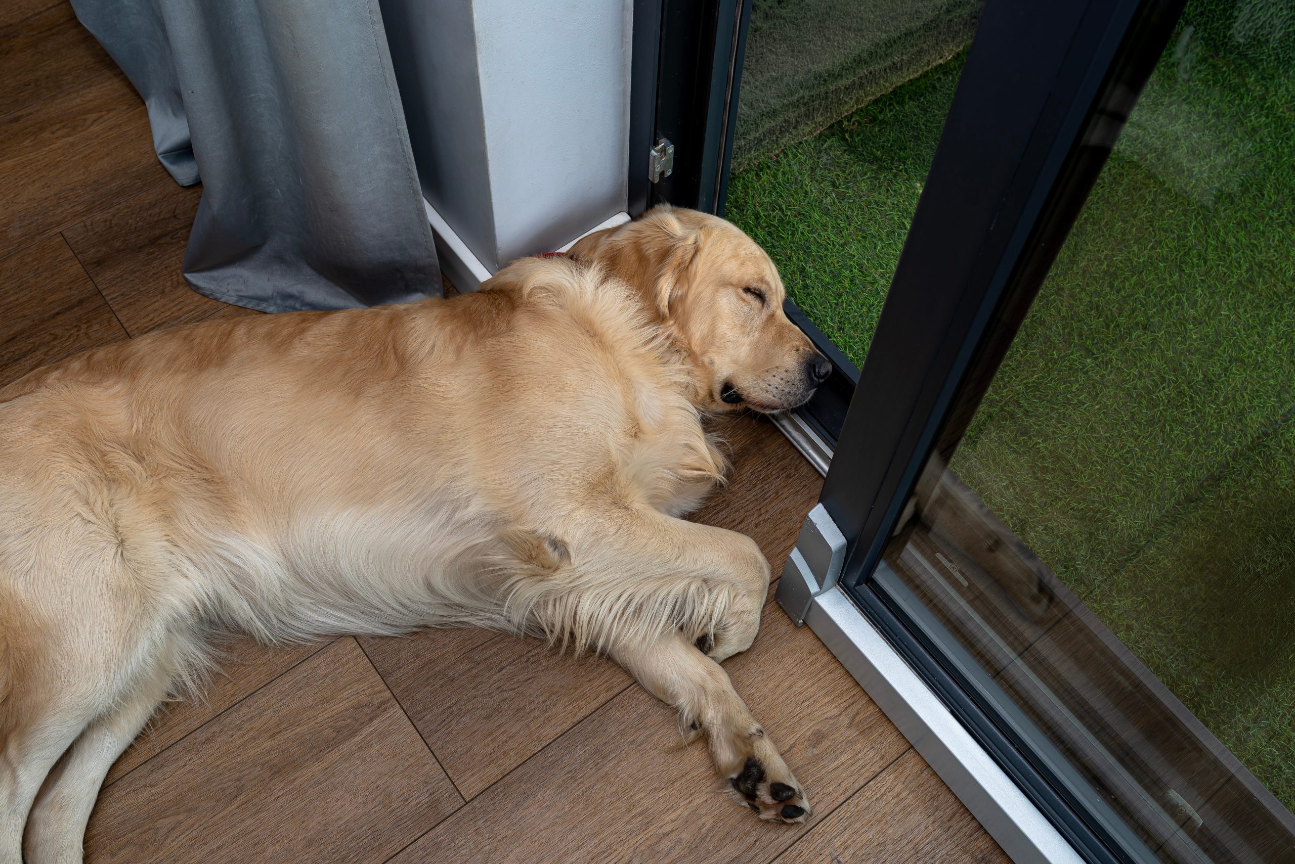 Golden retriever dog sleeping peacefully on house vinyl planks floor near a patio window